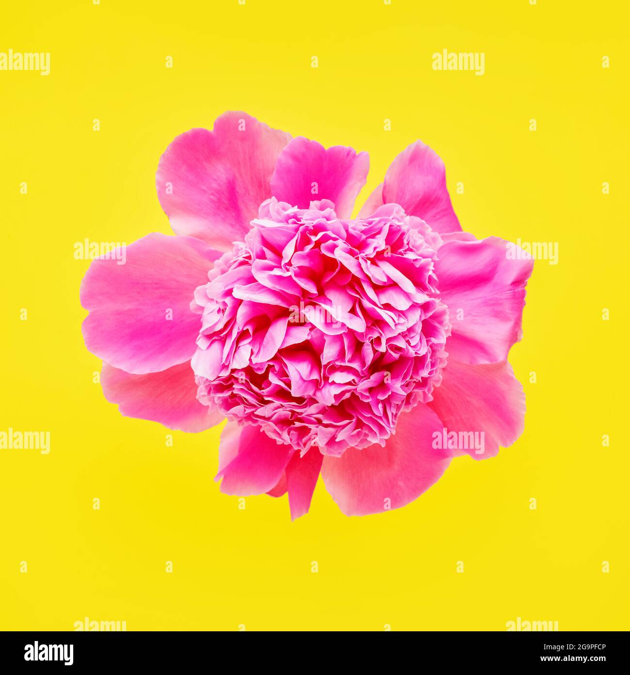 Rosa Pfingstrose Blume auf einem leuchtend gelben Hintergrund. Flach liegend, Kopierplatz Stockfoto