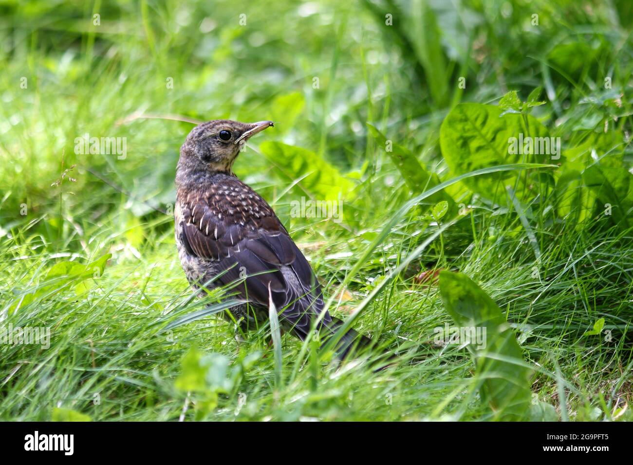 Eine Amsel sitzt im grünen Gras. Nahaufnahme. Stockfoto