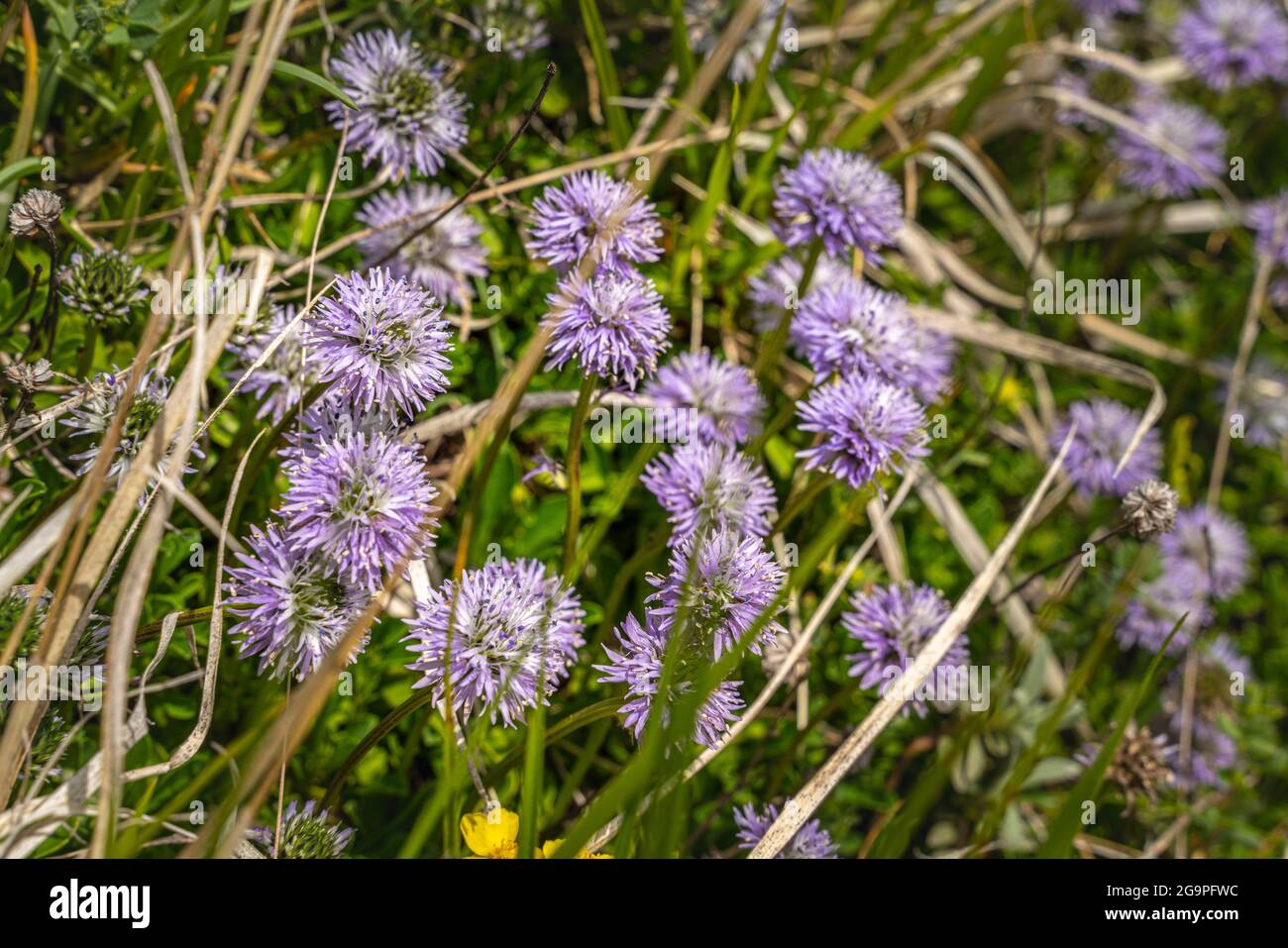 Blühende Vedovella alpina, Globularia nudicaulis L., im Nationalpark Gran Sasso und Monti della Laga, Abruzzen, Italien Stockfoto