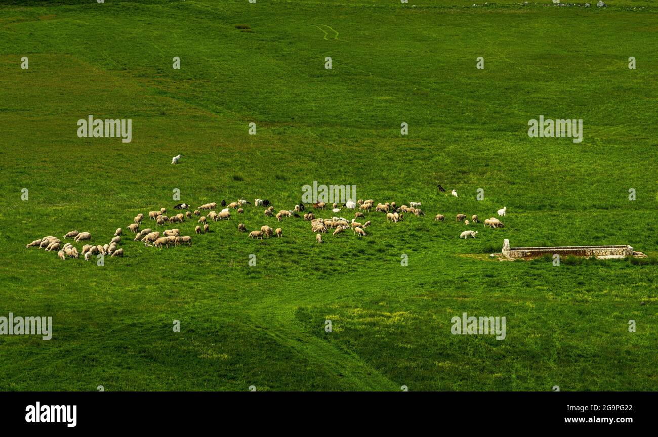 Herde von Schafen, die von abruzzesischen Schäferhunden verteidigt werden. Gran Sasso und Nationalpark Monti della Laga, Abruzzen, Italien, Europa Stockfoto