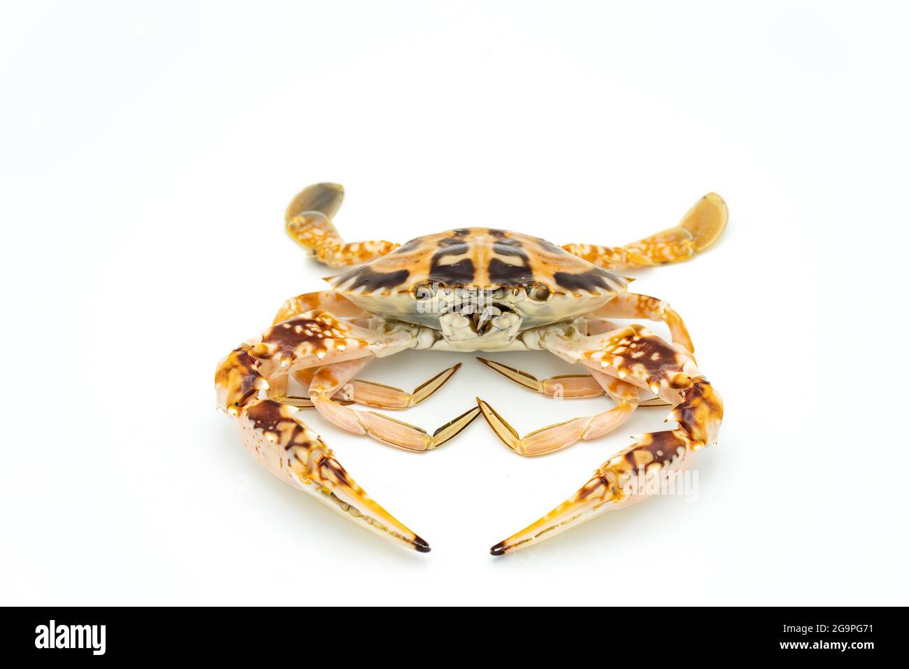 Nahaufnahme einer Krabbe isoliert auf weißem Hintergrund Stockfoto