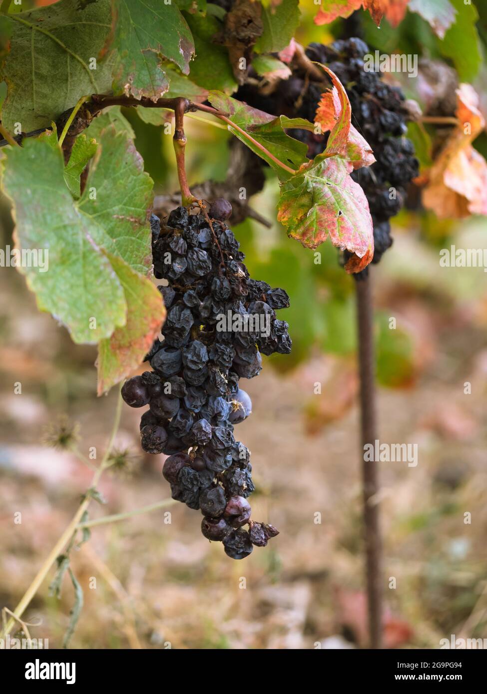 Dunkelrote Trauben, die auf der Weinrebe zurückgelassen wurden, um in einem Weinberg auf der Insel Teneriffa in Spanien zu reifen und zu versüßen. Stockfoto