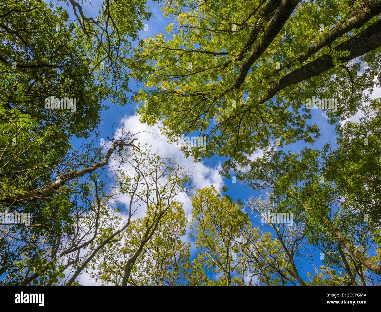 An einem sonnigen Herbsttag mit blauem Himmel und Kumuluswolken in einem Laubwald in die Baumkronen blicken. Stockfoto