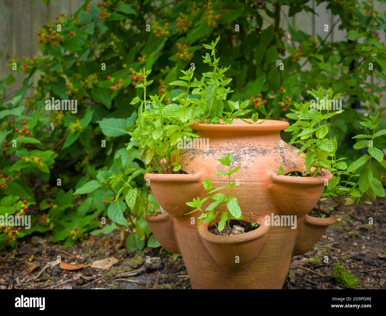 Garden Mint wächst in einem Terrakotta-Erdbeertopf in einem Garten Stockfoto