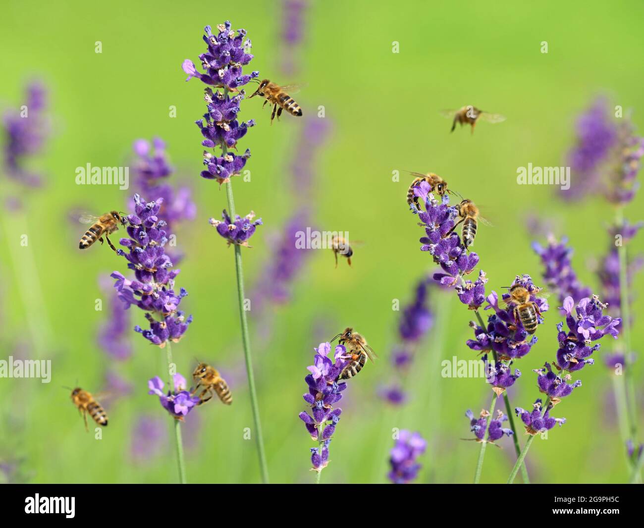 Honigbienen, apis mellifera carnica, sammeln Honig und Pollen auf Lavendelfeld, lavandula angustifolia, Nahaufnahme Stockfoto
