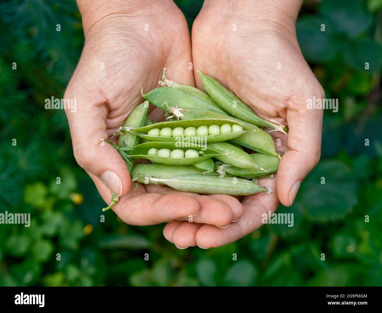 Frisch geerntete grüne Erbsen in den Händen. Nahaufnahme. Stockfoto