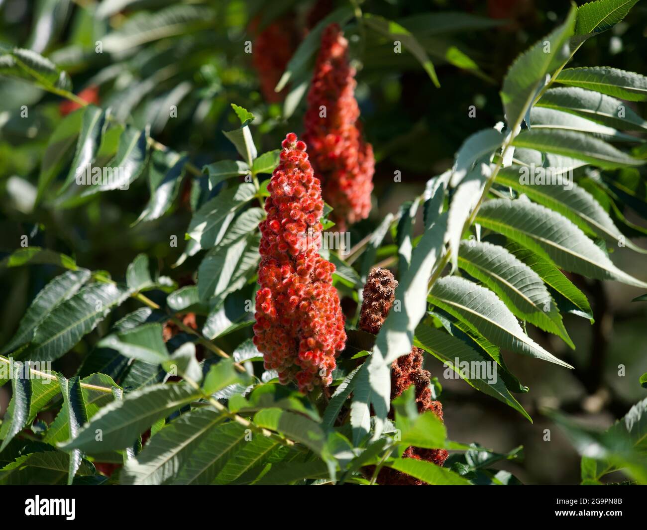 Deutschland rhus typhus Fotos und Bildmaterial in hoher Auflösung Alamy