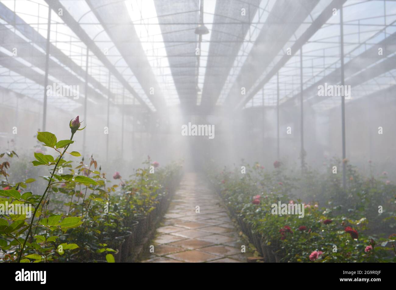 Plantagenrosen in einem Gewächshaus, Rosen, die in einem Gewächshaus in einer Rosenfarm blühen Stockfoto