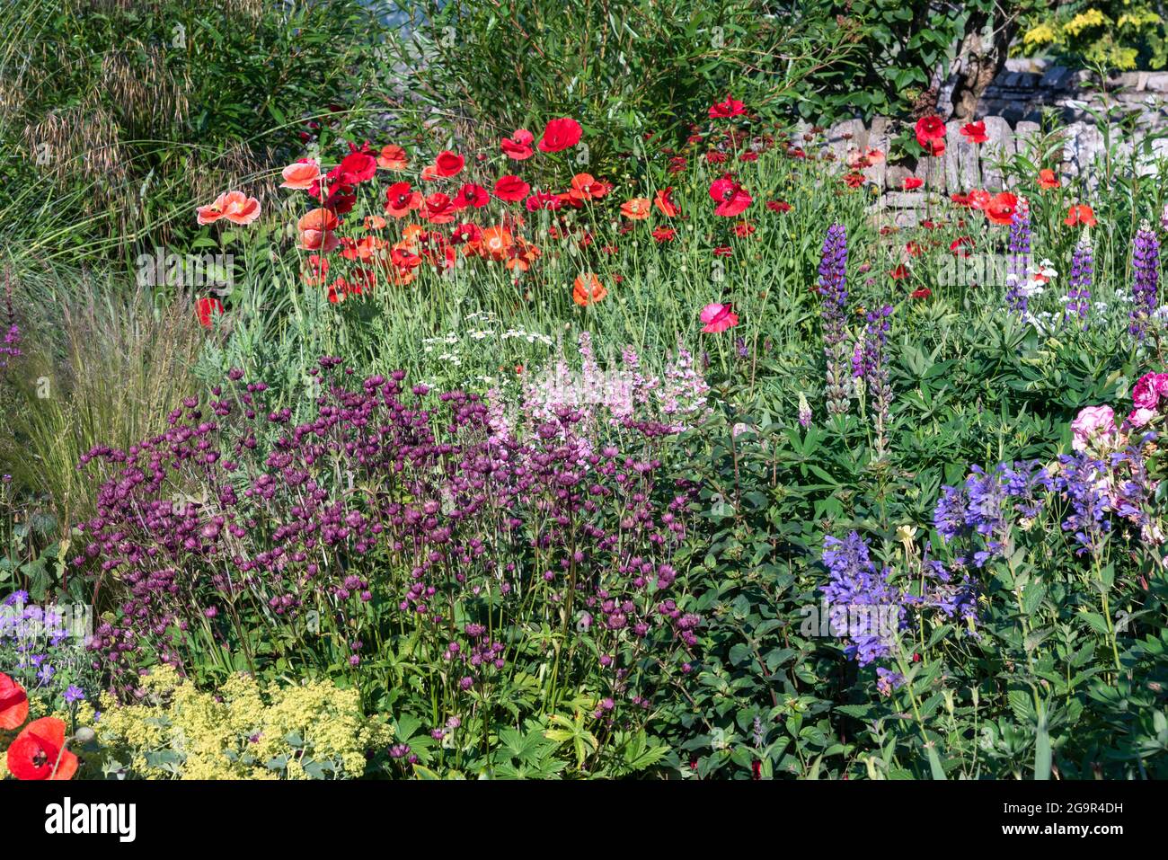 Sommer Garten Grenze Stockfoto