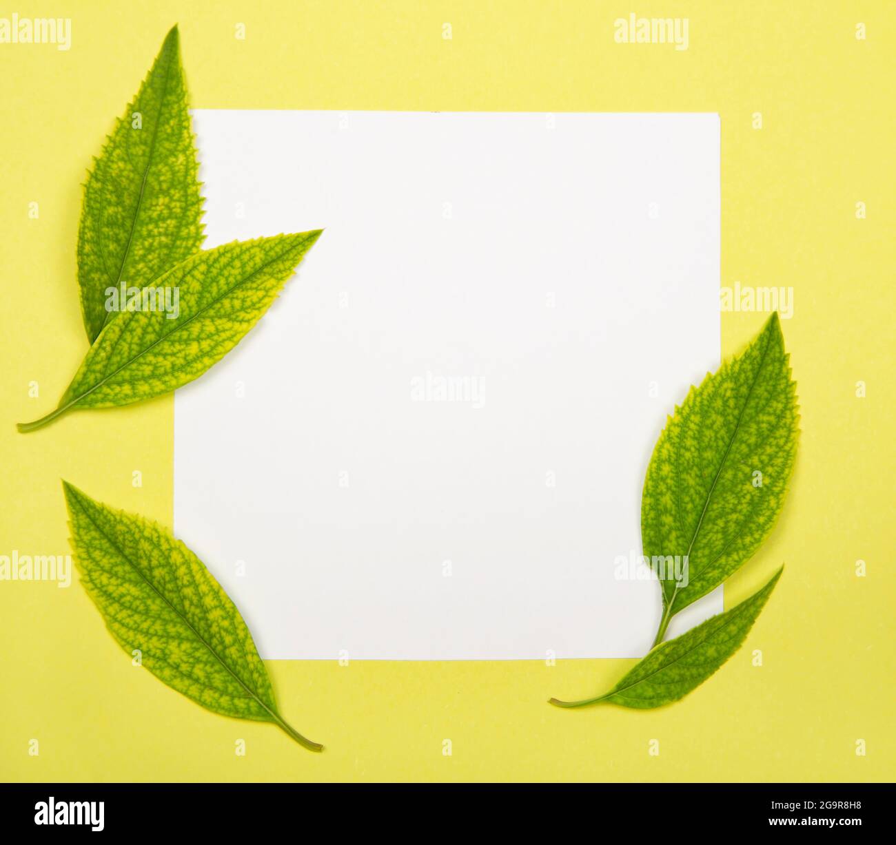 Papiernote mit grünen Blättern - Naturkonzept Stockfoto