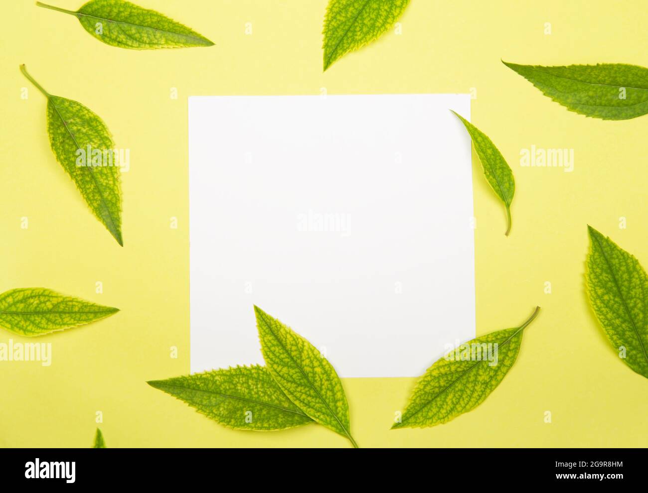 Papiernote mit grünen Blättern - Naturkonzept Stockfoto