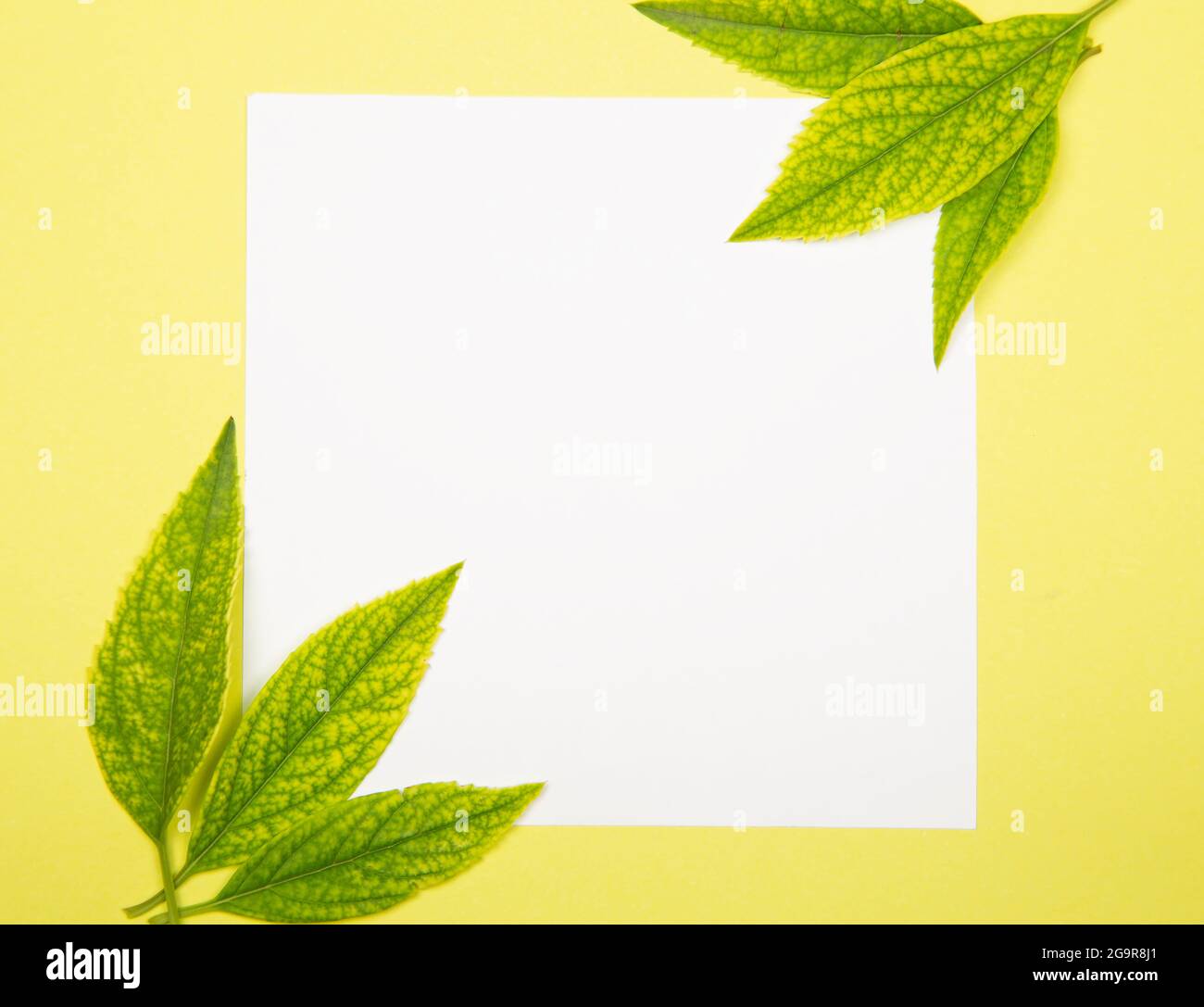 Papiernote mit grünen Blättern - Naturkonzept Stockfoto