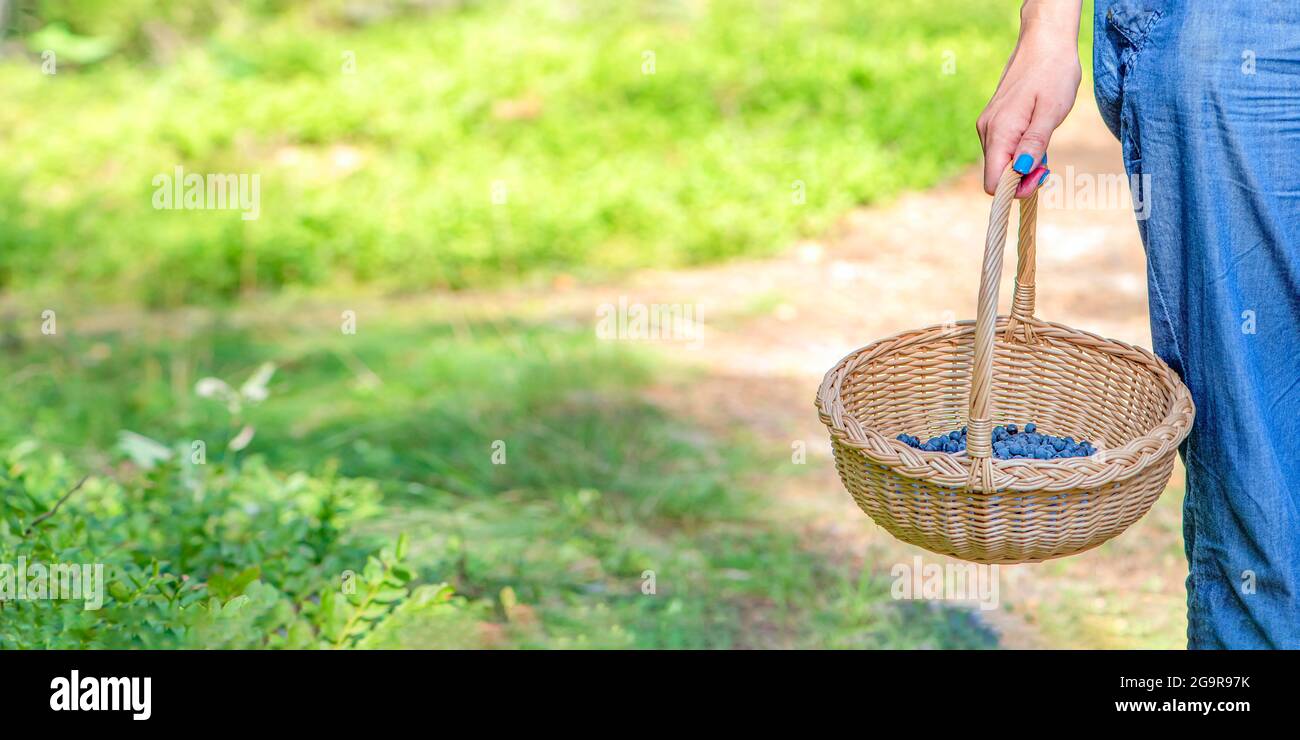 Beerensaison. Sammeln Sie Heidelbeeren im Wald. Eine Frau geht mit einem Korb mit Heidelbeeren durch den Wald. Der Prozess des Findens und Stockfoto