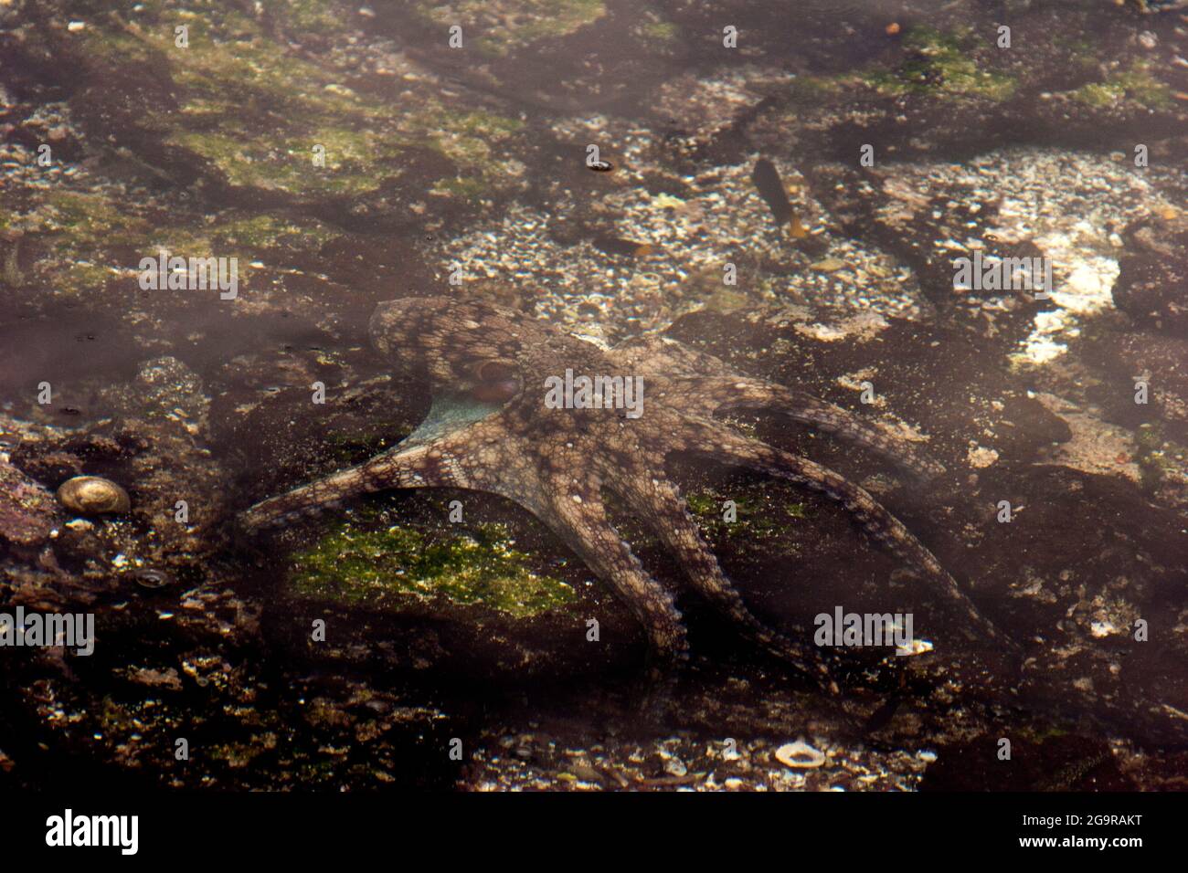 Galapagos Octopus in den Untiefen Stockfoto