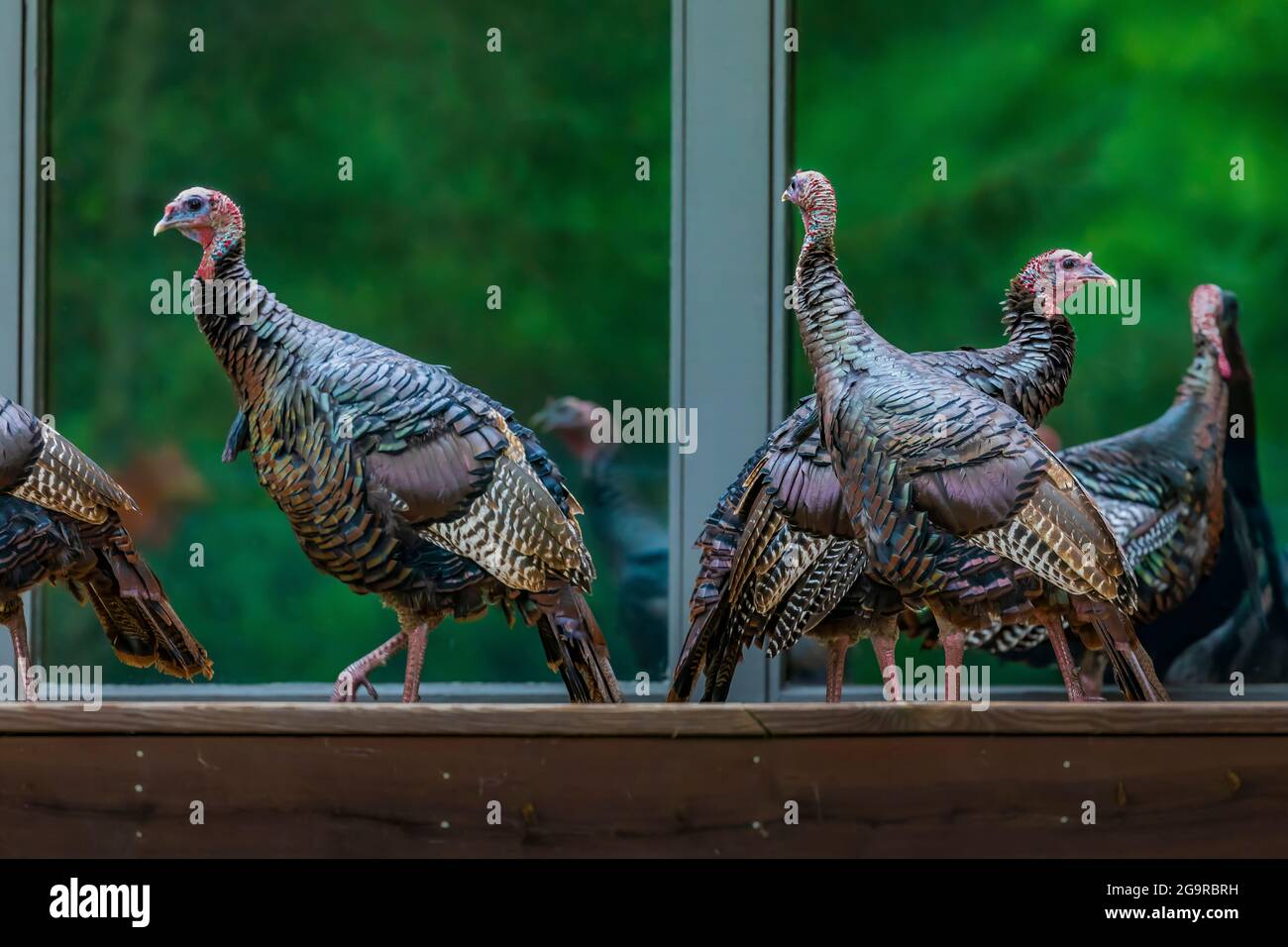 Wild Turkey, Meleagris gallopavo, die Spiegelungen von Fenstern in einem Haus im Zentrum von Michigan, USA, betrachten Stockfoto