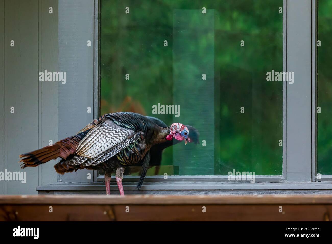 Wild Turkey, Meleagris gallopavo, die Spiegelungen von Fenstern in einem Haus im Zentrum von Michigan, USA, betrachten Stockfoto
