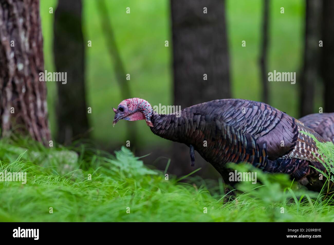 Wild Turkey, Meleagris gallopavo, in einem Laubwald im Zentrum von Michigan, USA Stockfoto