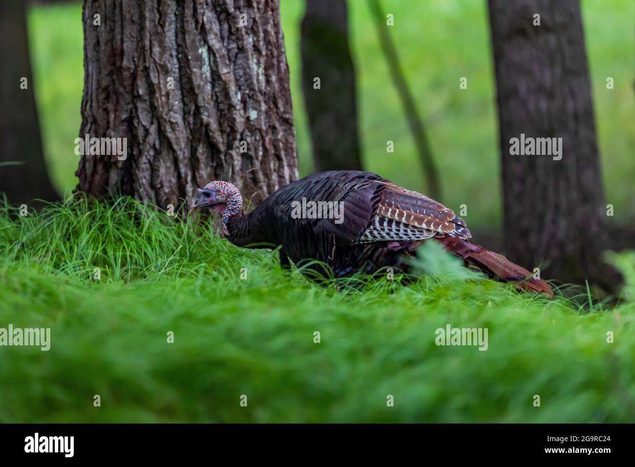 Wild Turkey, Meleagris gallopavo, in einem Laubwald im Zentrum von Michigan, USA Stockfoto