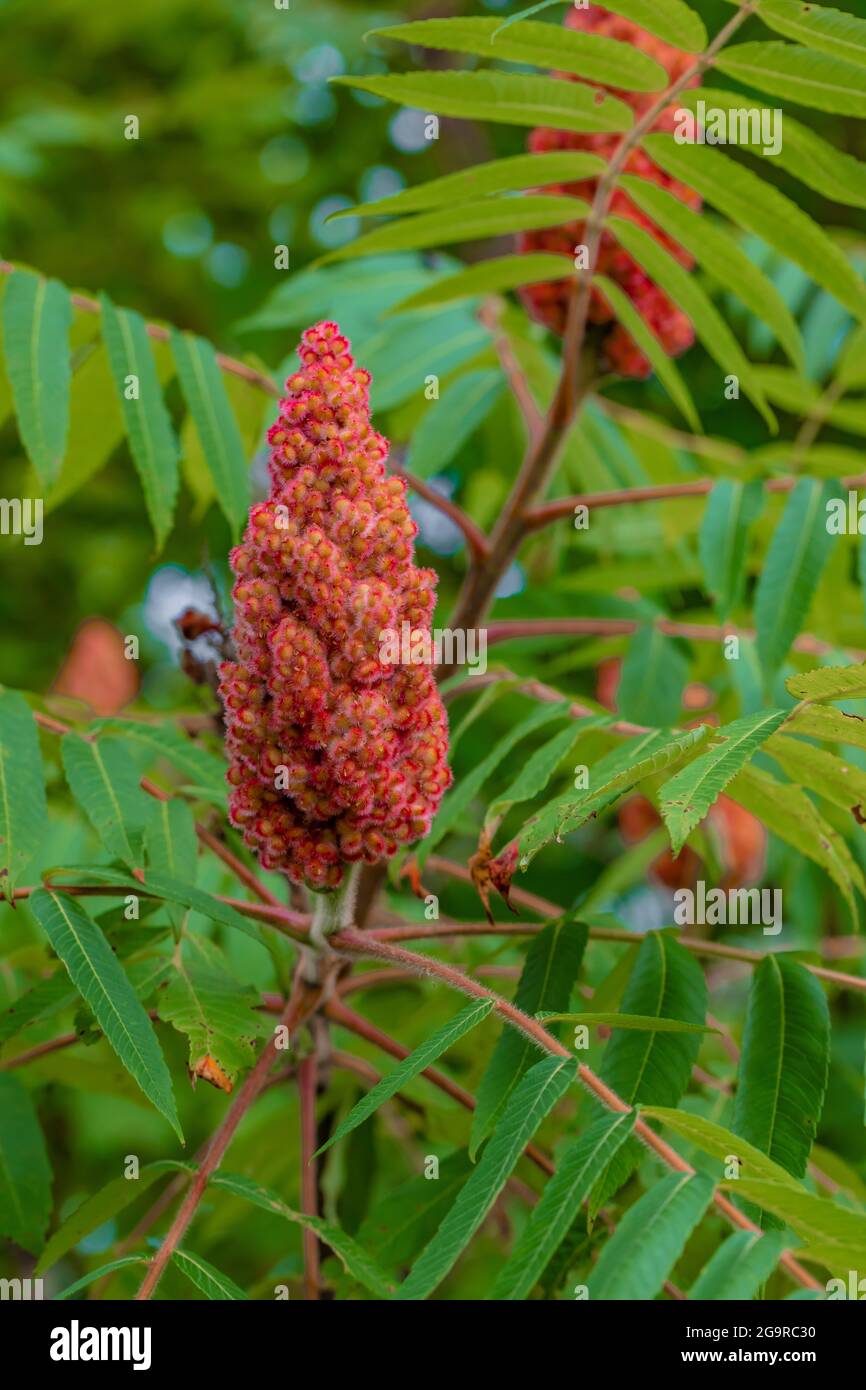 Staghorn Sumac, Rhus typhina, entlang einer Hecke im Grand River Community Park in der Nähe von Lansing, Michigan, USA Stockfoto Staghorn Sumac, Rhus typhina, entlang einer Hecke im Grand River Community Park in der Nähe von Lansing, Michigan, USA Stockfoto