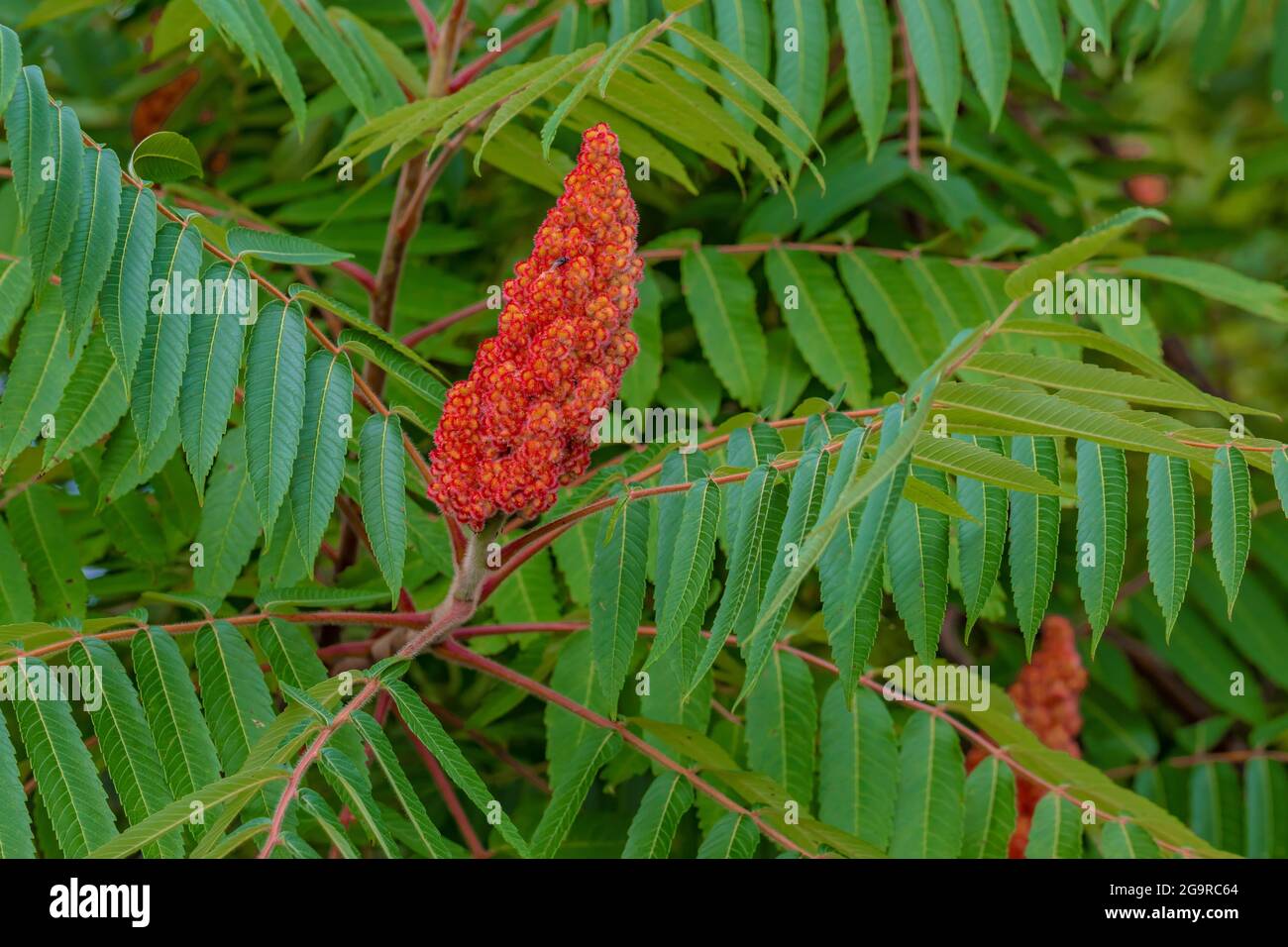 Staghorn Sumac, Rhus typhina, entlang einer Hecke im Grand River Community Park in der Nähe von Lansing, Michigan, USA Stockfoto Staghorn Sumac, Rhus typhina, entlang einer Hecke im Grand River Community Park in der Nähe von Lansing, Michigan, USA Stockfoto