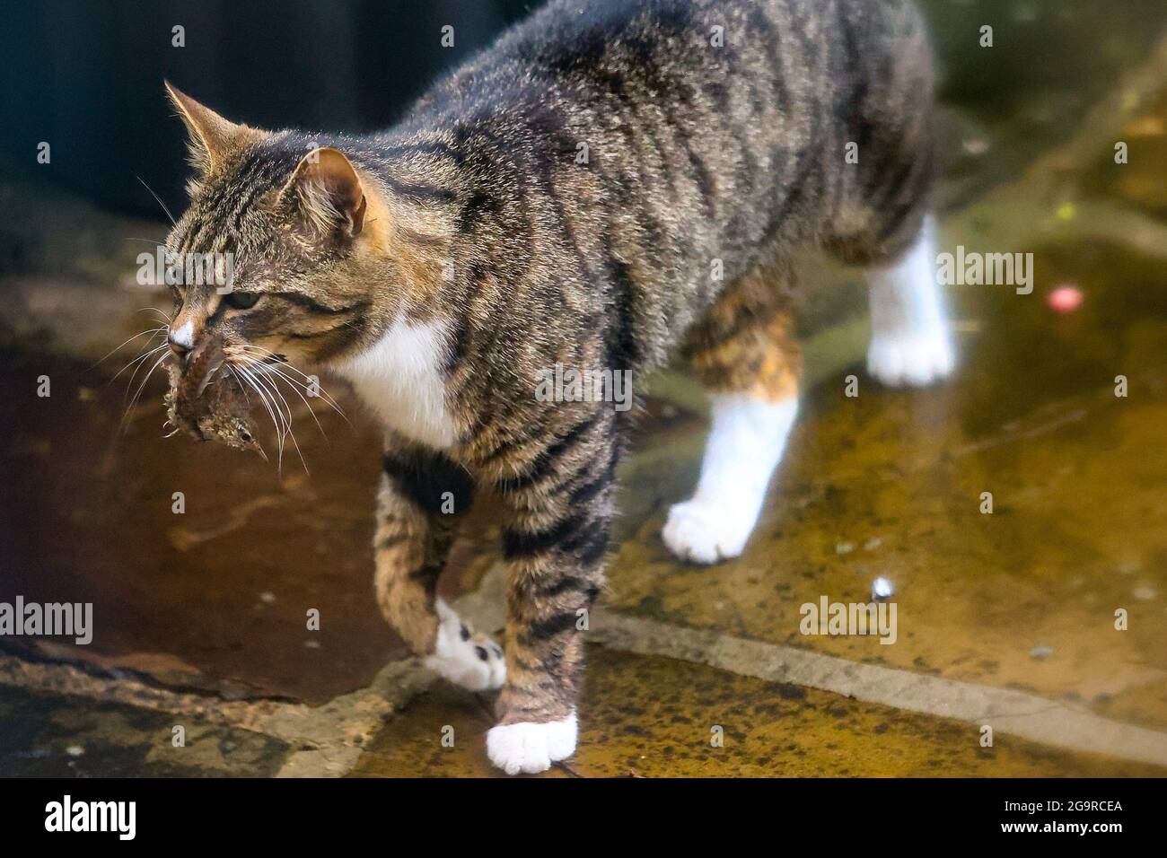 katze schwarze flecken im mund