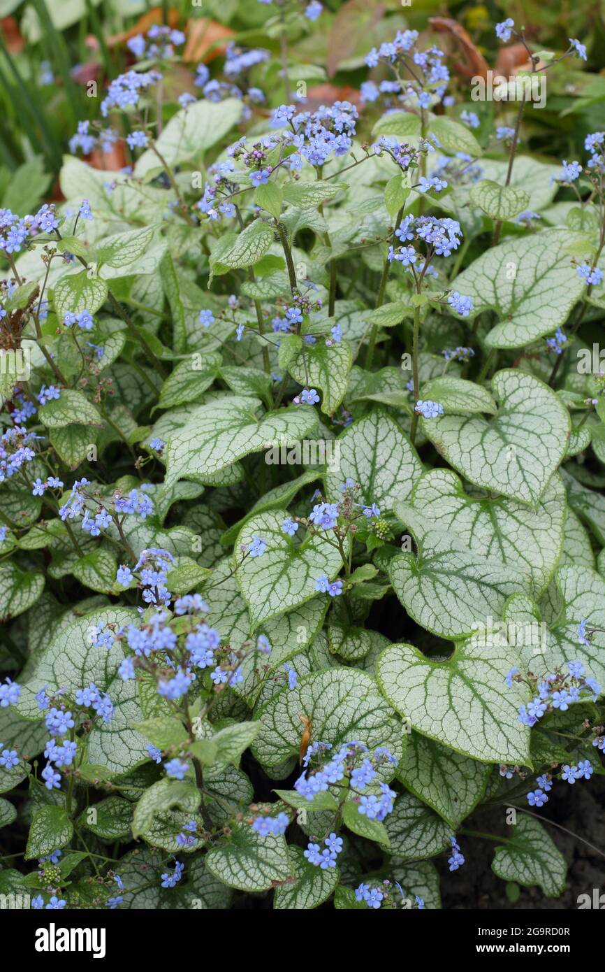 Brunnera macrophylla 'Jack Frost' Sibirischer Blütenglanz in Blüte an einer Gartengrenze im Frühjahr in Großbritannien Stockfoto