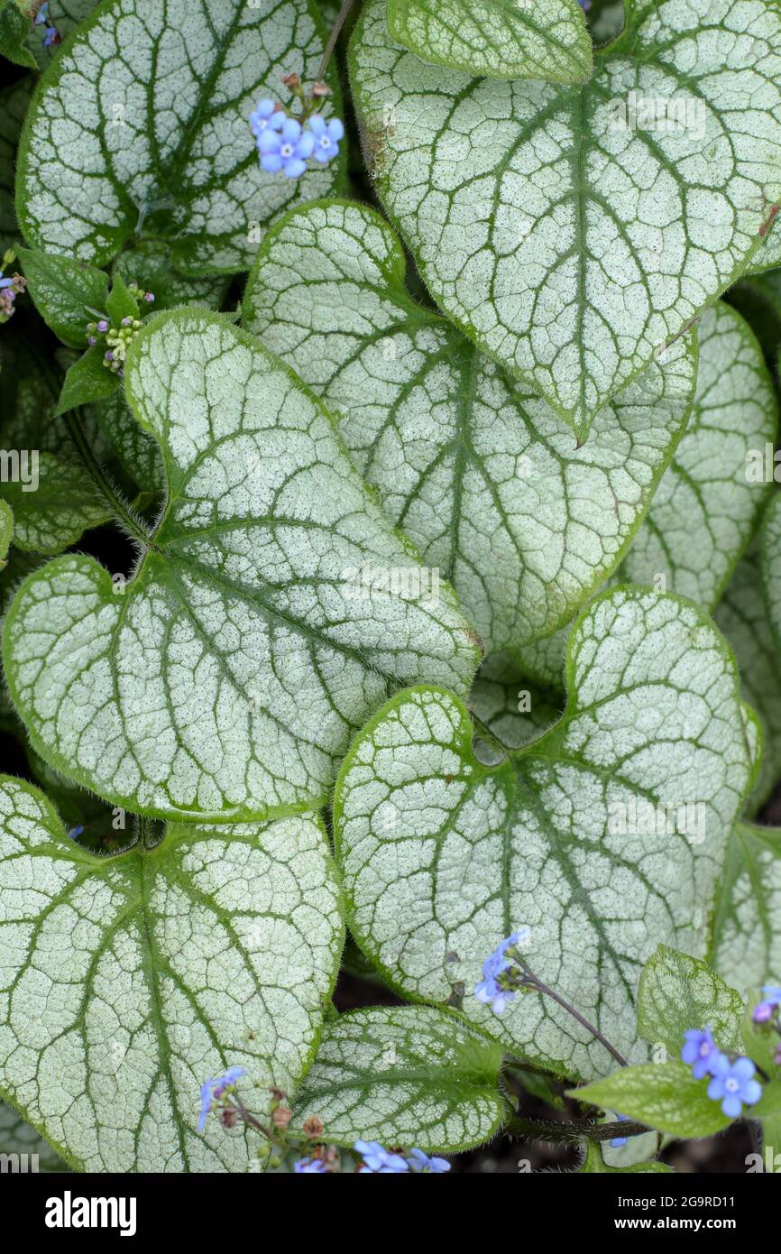 Brunnera macrophylla silver heart Fotos und Bildmaterial in hoher