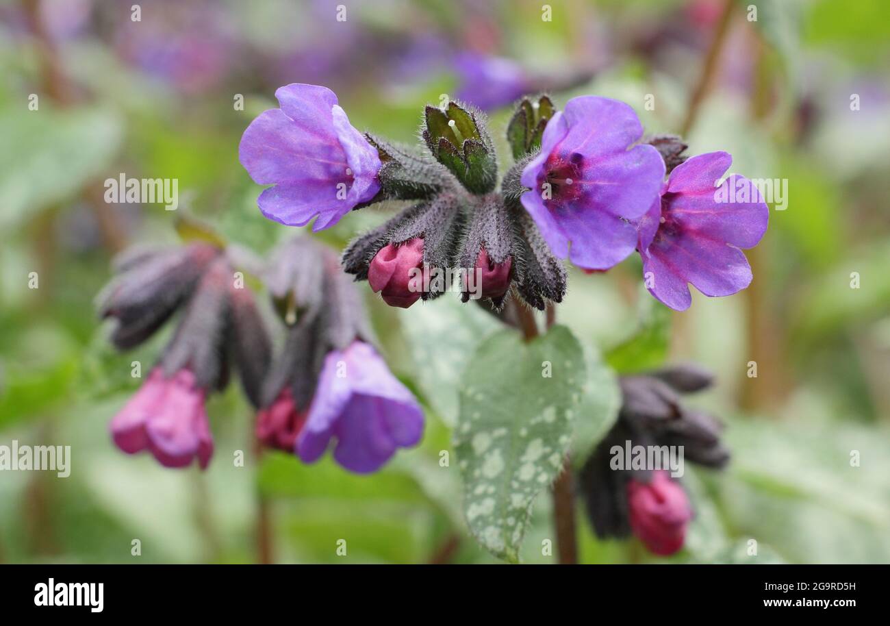 Pulmonaria saccharata 'majeste' lungwort blüht in einem Frühlingsrand. VEREINIGTES KÖNIGREICH Stockfoto