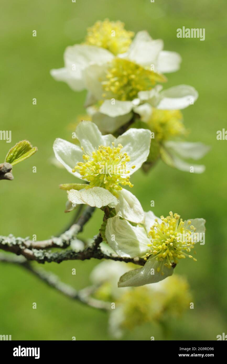 Parrotiopsis jacquemontiana. Blüten des kleinen Himalaya-Hasel-Baumes, der zur Familie der Hamamelis gehört, im Frühjahr. Stockfoto