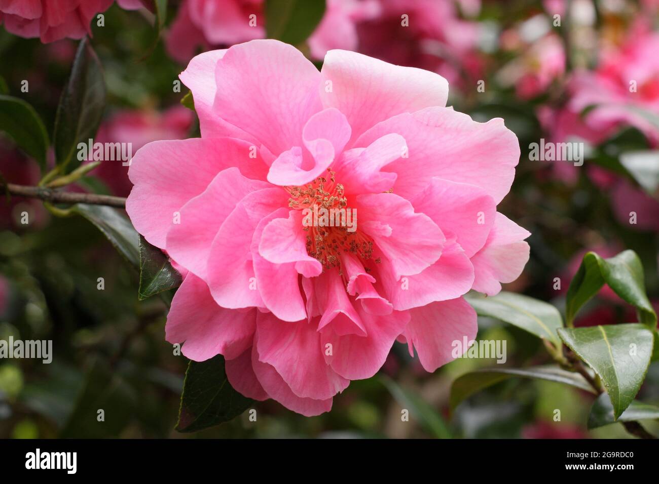 Camellia x williamsii „Anticipation“ zeigt im Frühling charakteristische, doppelt rosa Blüten. VEREINIGTES KÖNIGREICH Stockfoto
