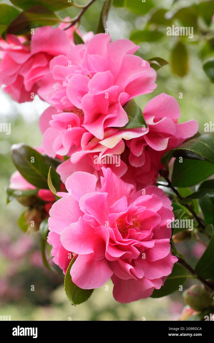 Camellia x williamsii „Anticipation“ zeigt im Frühling charakteristische, doppelt rosa Blüten. VEREINIGTES KÖNIGREICH Stockfoto