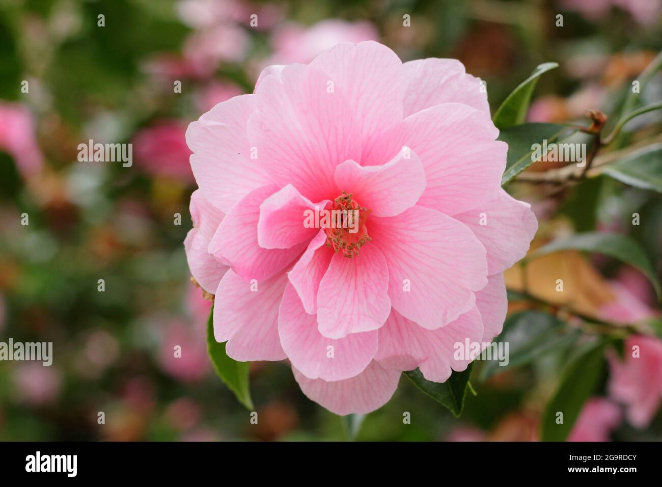 Camellia × williamsii 'Daintiness' mit charakteristischen rosa Blüten im Frühling. VEREINIGTES KÖNIGREICH Stockfoto