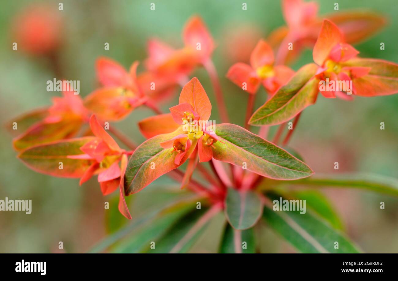 Die „Dixter“-Pflanze von „Phixter“ zeigt charakteristische orangefarbene Blütenstände. VEREINIGTES KÖNIGREICH Stockfoto