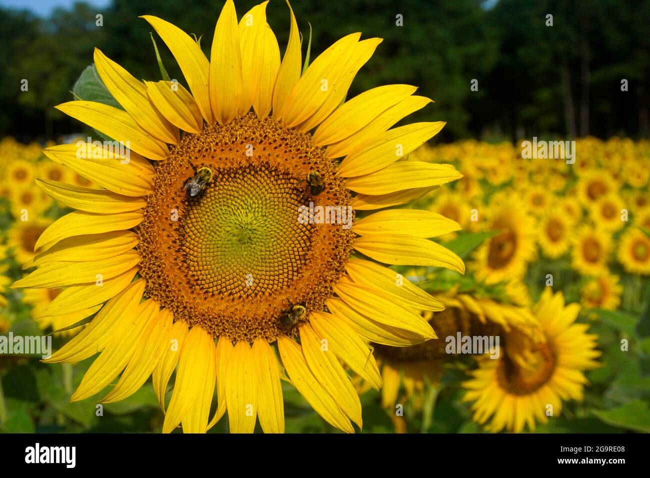 Im Vordergrund drei Bienen auf einer gelben Sonnenblume in einem Sonnenblumenfeld Stockfoto