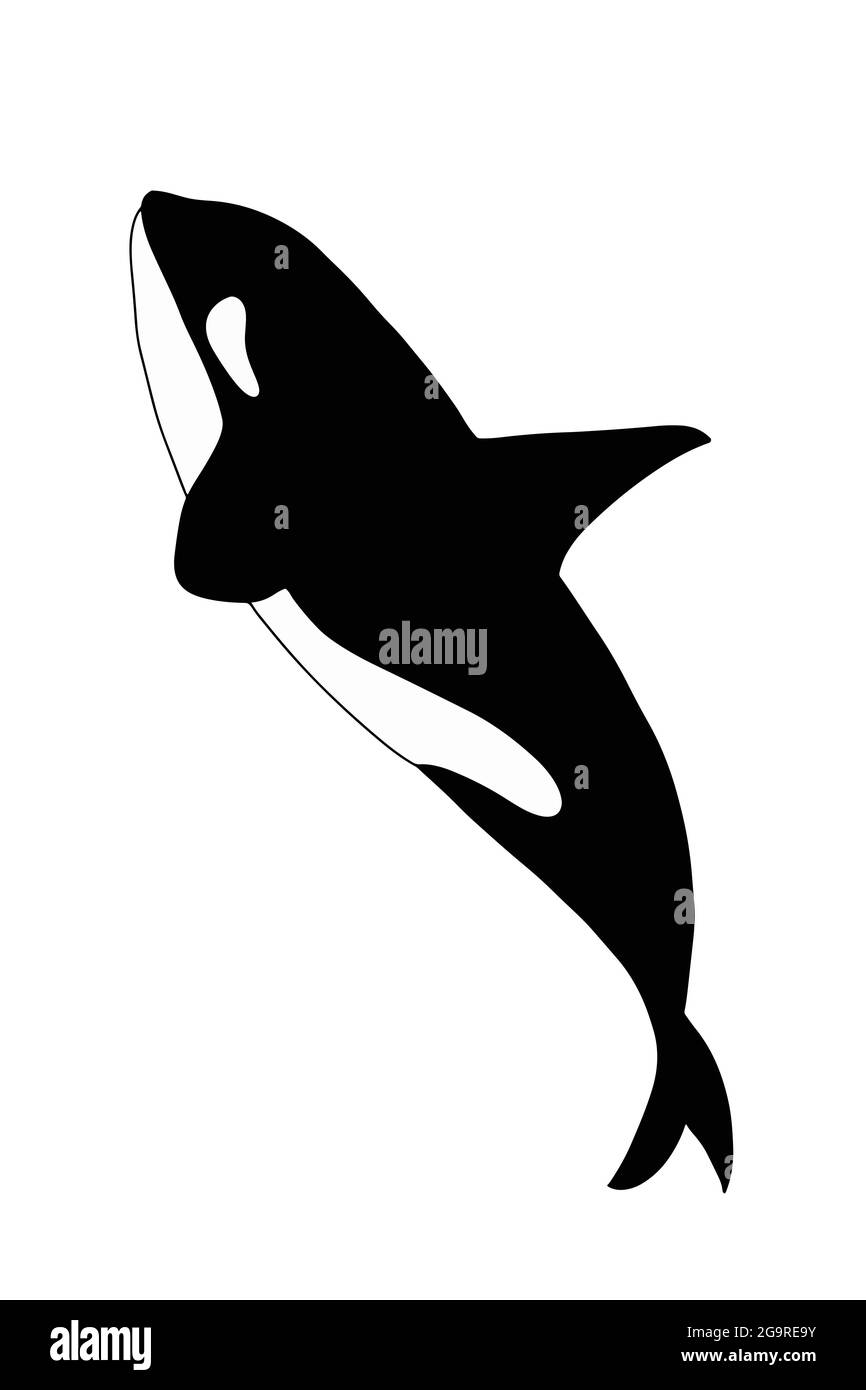 Cartoon Orca, Killer Wal Illustration Zeichnung. Stockfoto