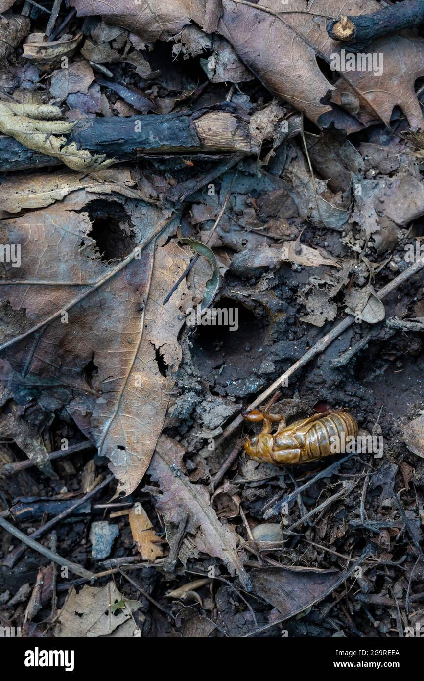 Im Juni 2021 tauchten im Cherry Hill Nature Preserve nea Löcher der Larven mit Exoskelett der Brut X, einer 17-jährigen Cicada, Magicicicada sp., auf Stockfoto
