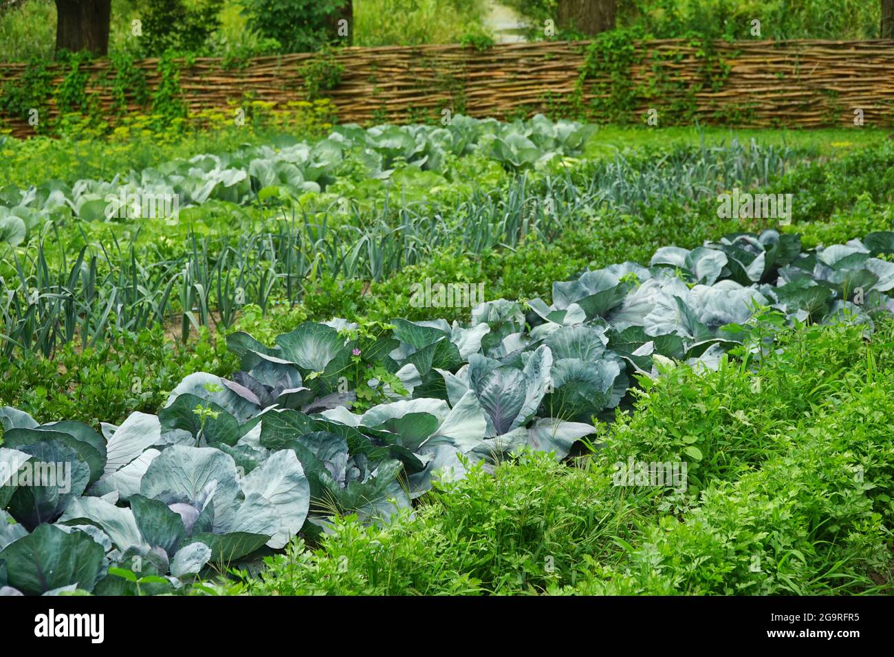 Gemüsegarten im Sommer. Gemüse, Kohl, Lauch, Karotte im Garten. Umweltfreundliche Gartenarbeit. Stockfoto