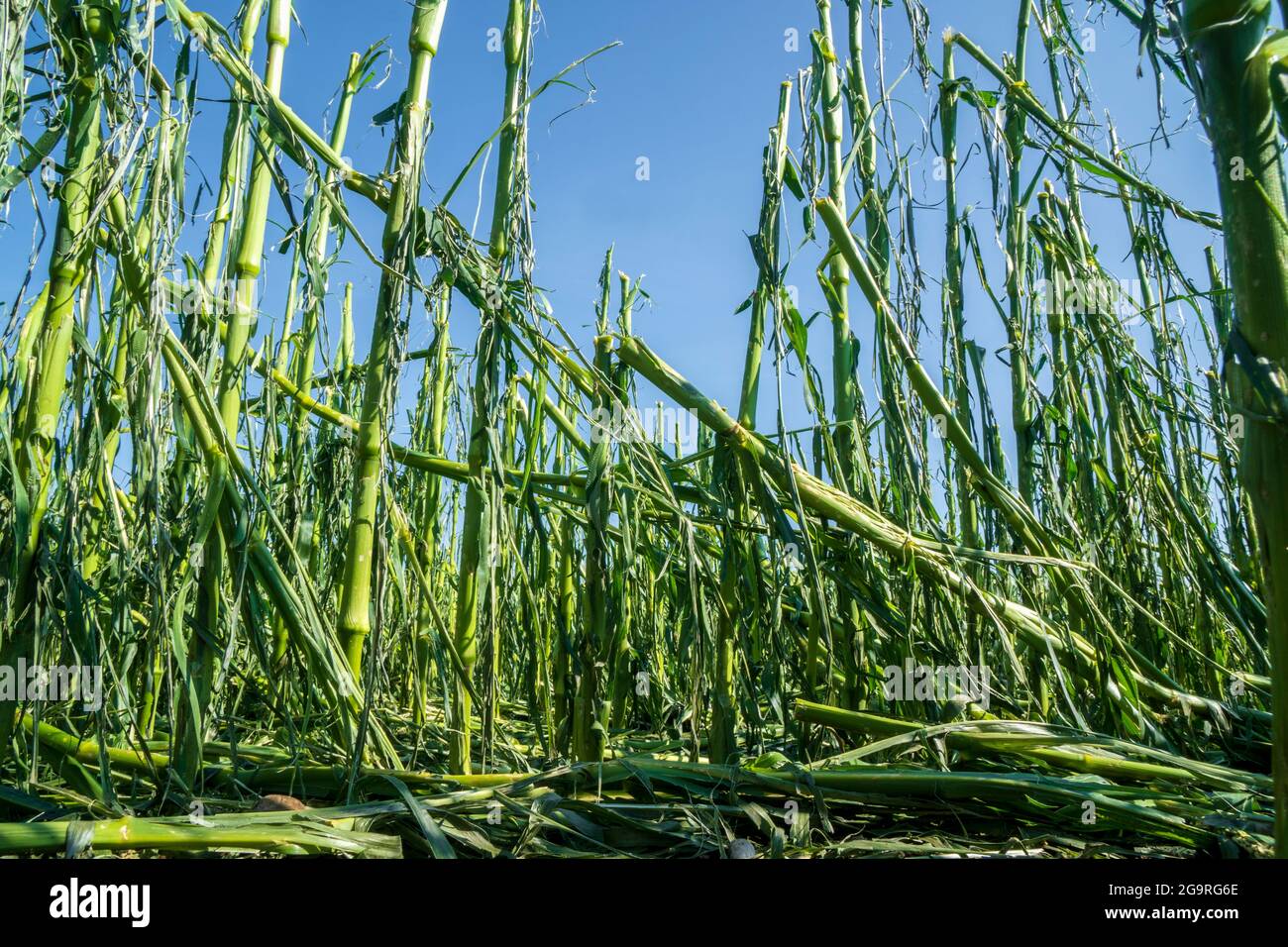 Hagelschaden und Starkregen zerstört Landwirtschaft in Bayern nördlich von Murnaus Stockfoto