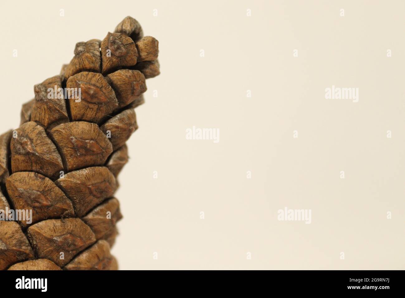 Detaillierte Makrofotografie von Pine Cone, links vom Bild Stockfoto