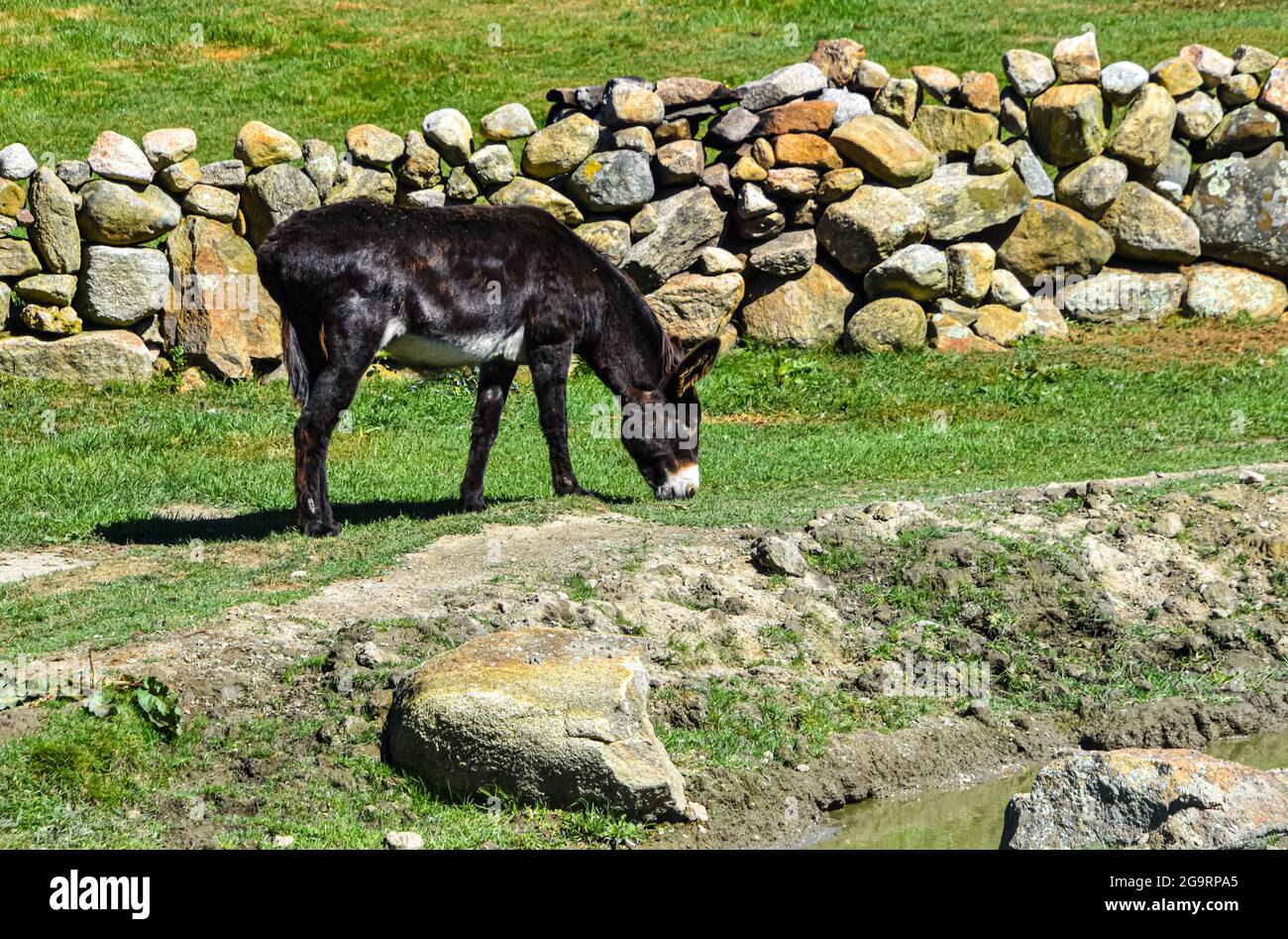 Esel grast mit einer New England Steinmauer im Hintergrund. Block Island, Rhode Island. USA. Speicherplatz kopieren. Stockfoto