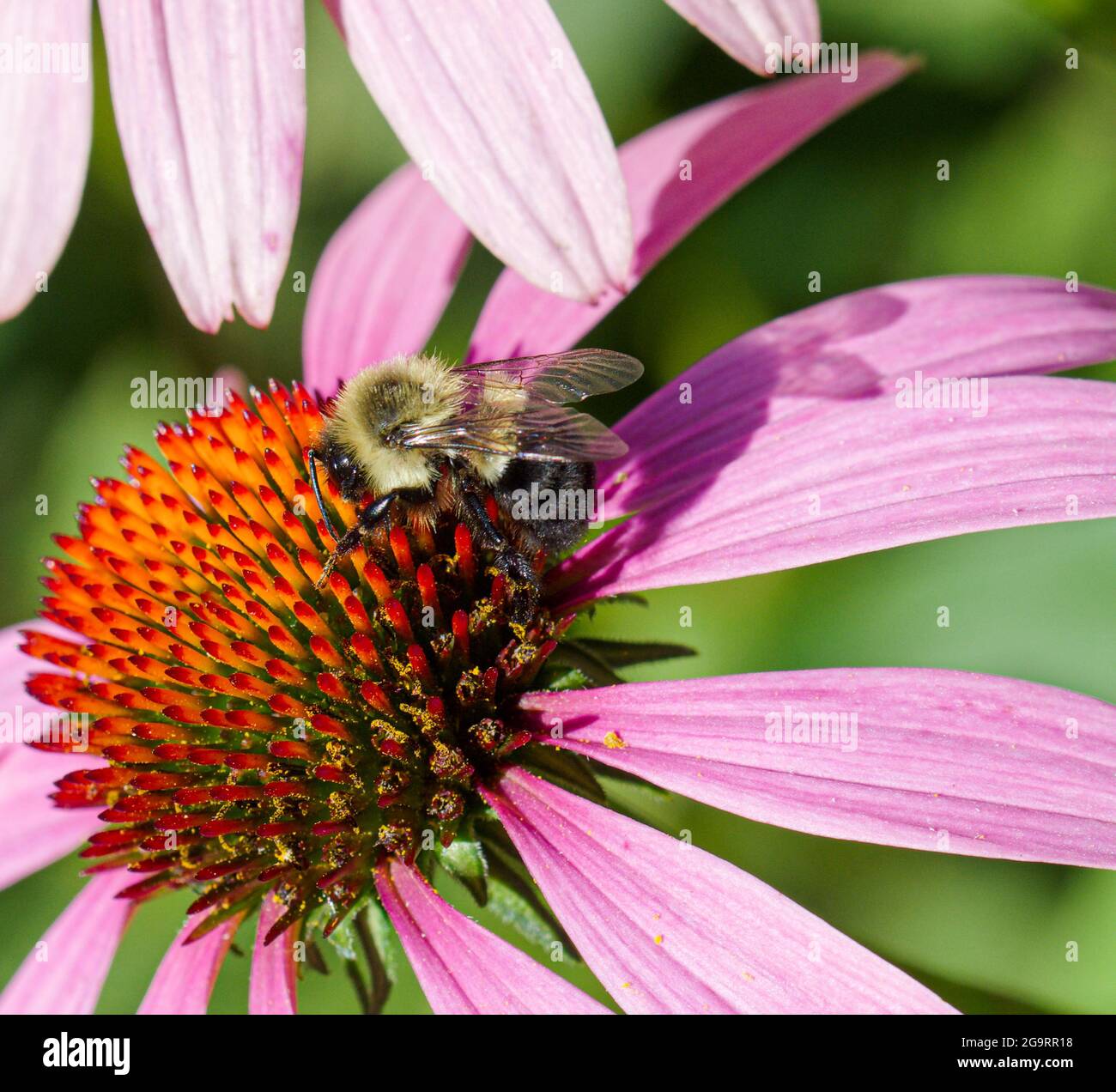 Östliche Bumblebee (Bombus impatiens) sammelt Nektar und Pollen von Purpurkrautblüten (Echinacea Purpurea.) Nahaufnahme Stockfoto