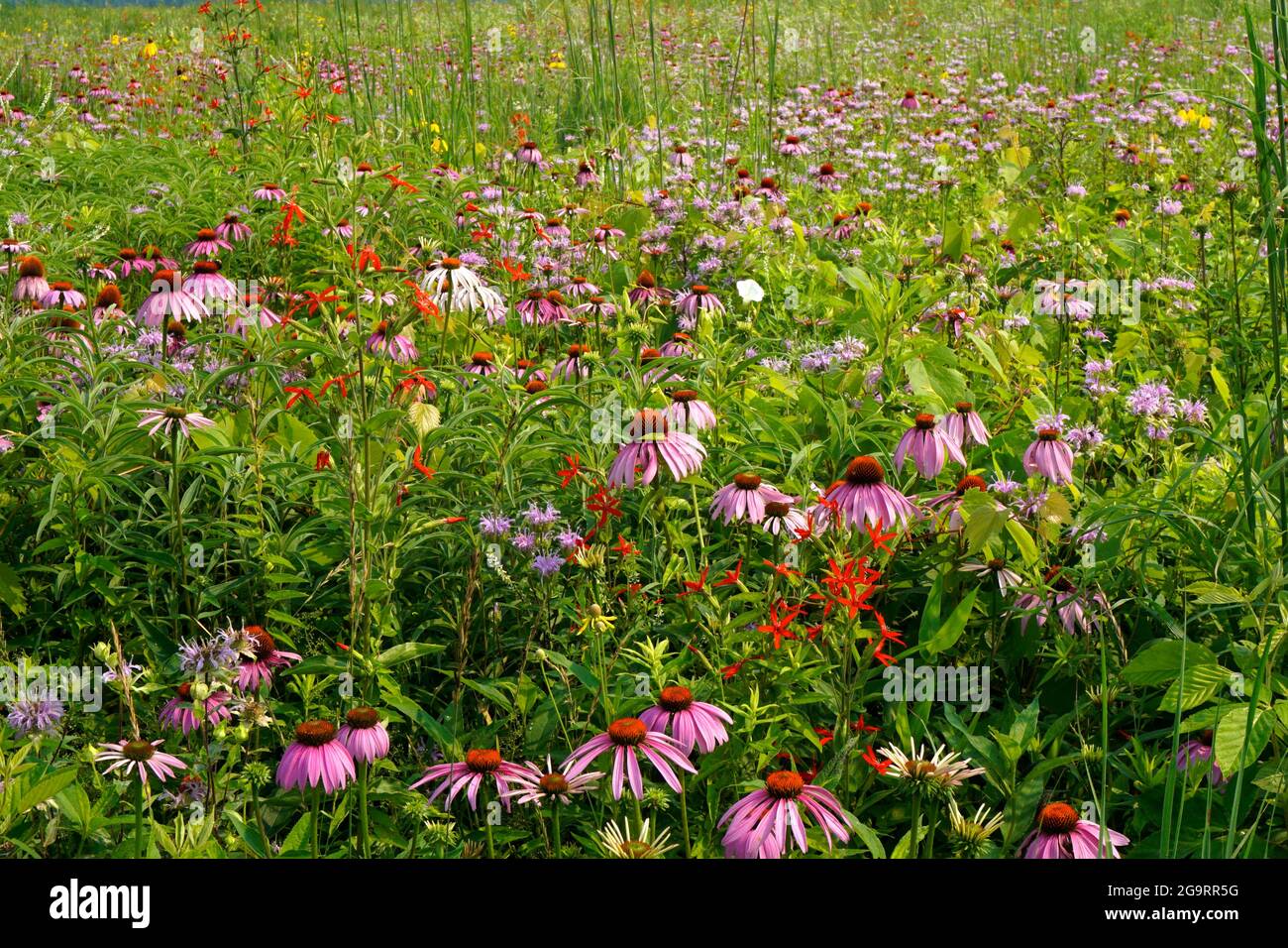 Eine mit Wildblumen einschließlich lila Kegelblumen, wilden Bergamotte und leuchtend roten königlichen Catchfly. Stockfoto