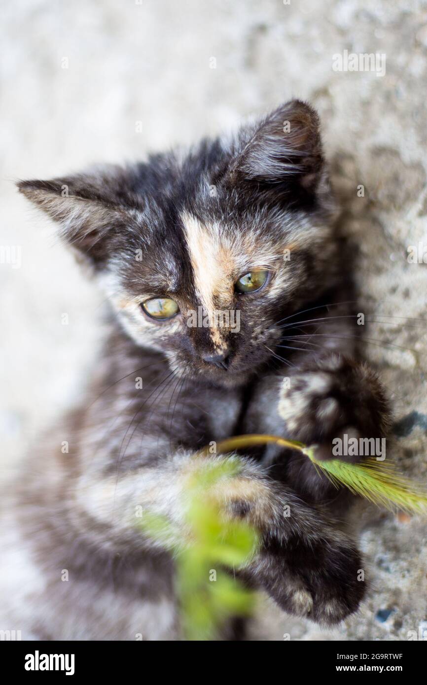 Kleines schwarz geflecktes Kätzchen spielt mit grünem Gras. Lieblingstiere. Stockfoto