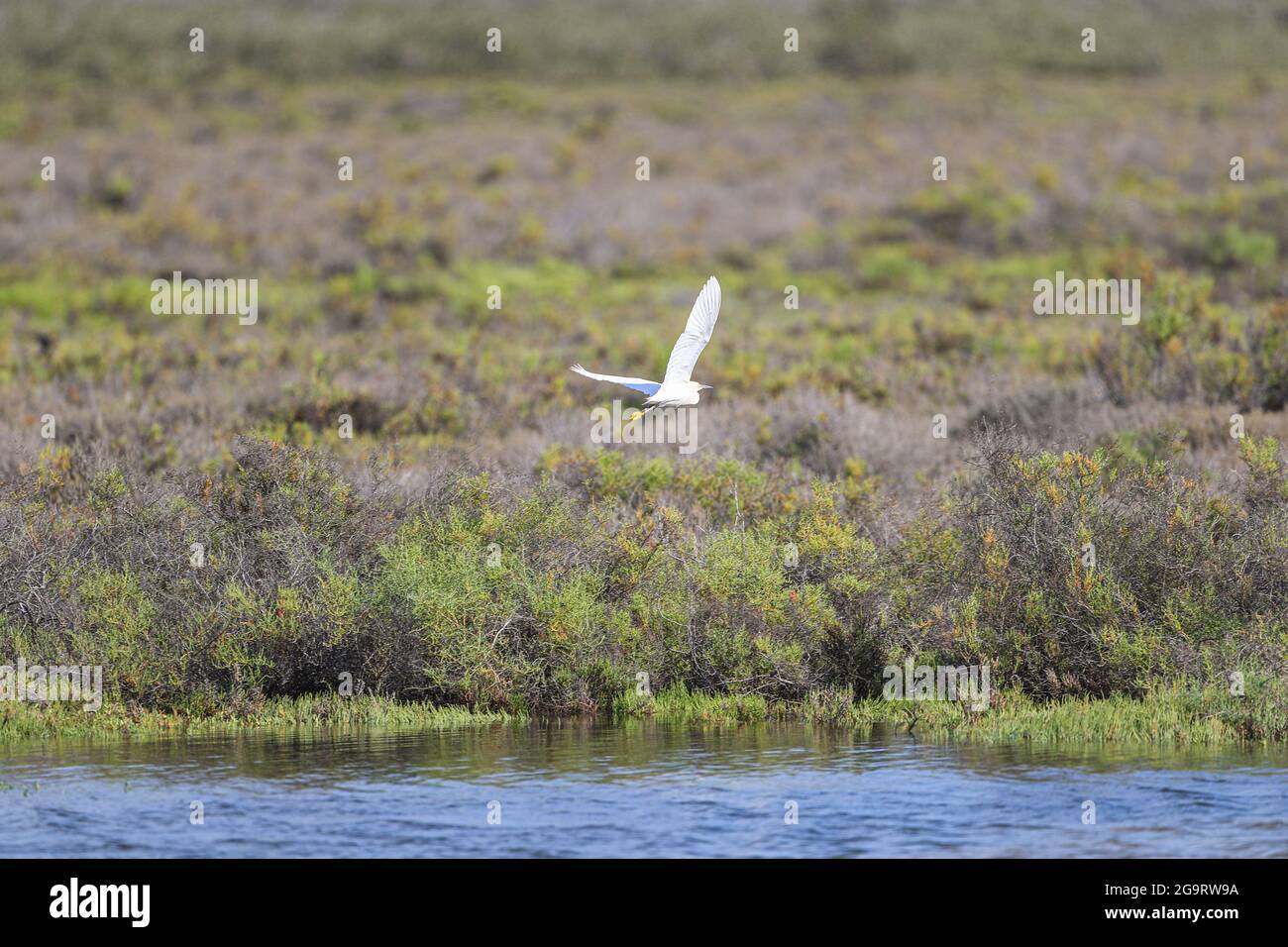 Ein amerikanischer weißer Ibis, Eudocimus albus, in der La Cruz Mündung in Kino viejo, Sonora, Mexiko. Es ist eine Art pelecaniform Vogel. Vögel, Vogel, Vögel. Reiher, Reiher ... (Foto: Luis Gutierrez / NortePhoto.com). UN ibis Blanco americano, Eudocimus albus, en el estero La Cruz en Kino viejo, Sonora, Mexiko. Es especie de ave pelecaniforme. aves, pajaro, pajaros. garceta, garza... (Foto: Luis Gutierrez / NortePhoto.com). Stockfoto