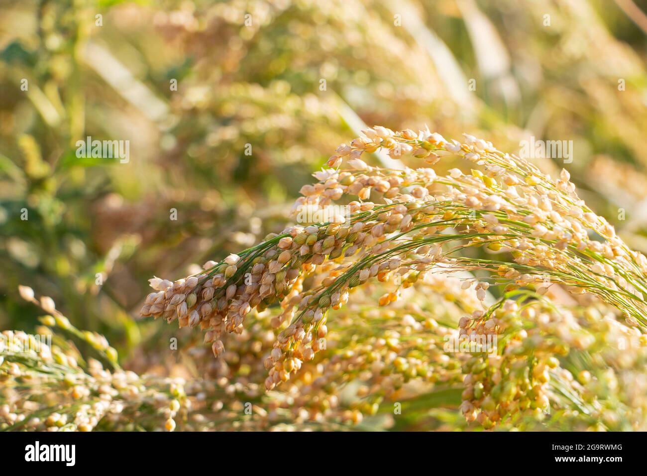 Reife Hirsepflanzen auf den Feldern. Gesunde Ernährung Stockfoto