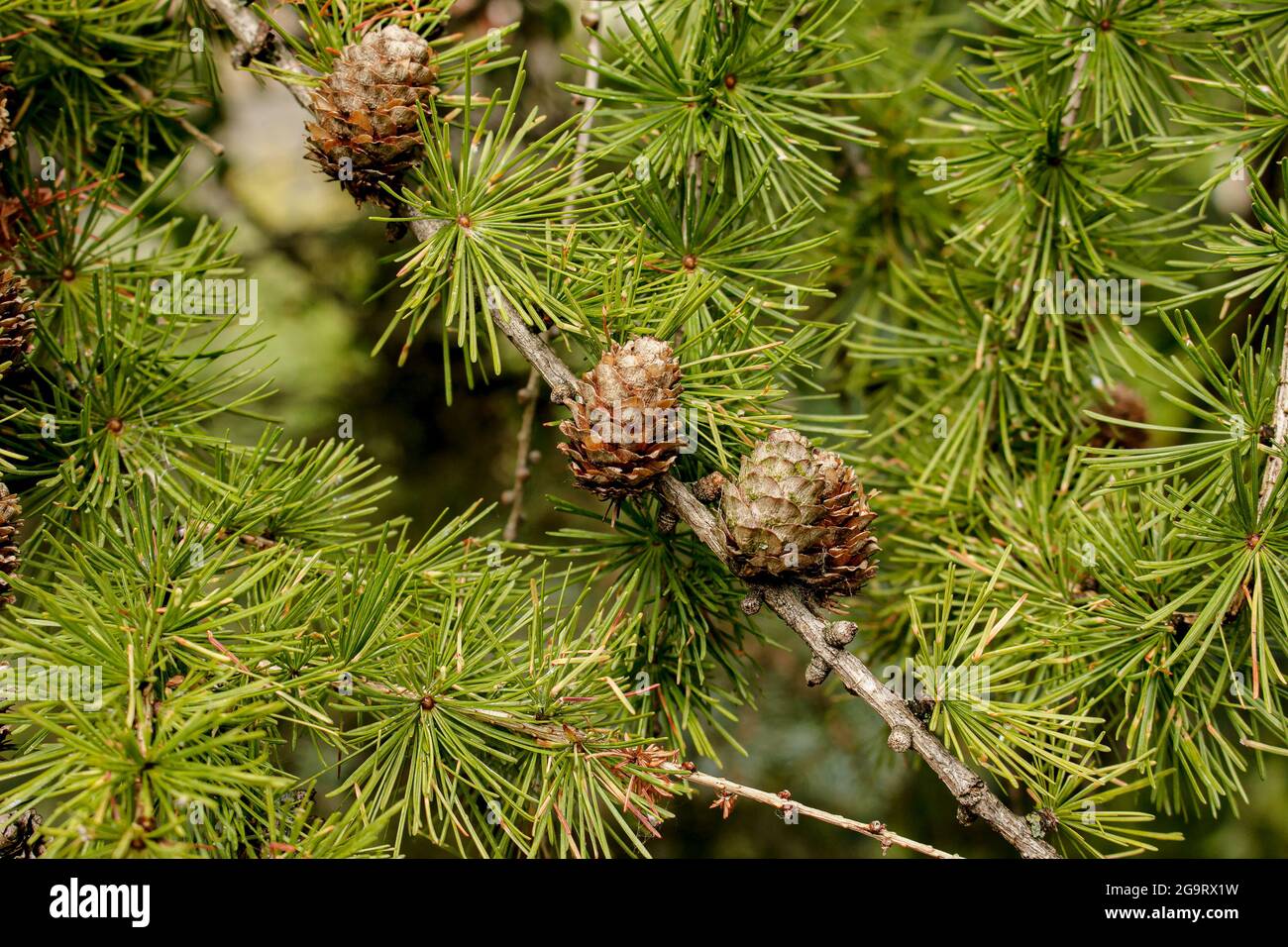 Als medizinischer Rohstoff werden die Zapfen der Gemeinen Fichte verwendet, die im Sommer gesammelt werden, bevor die Samen zu reifen beginnen, Junge Zapfen cont Stockfoto