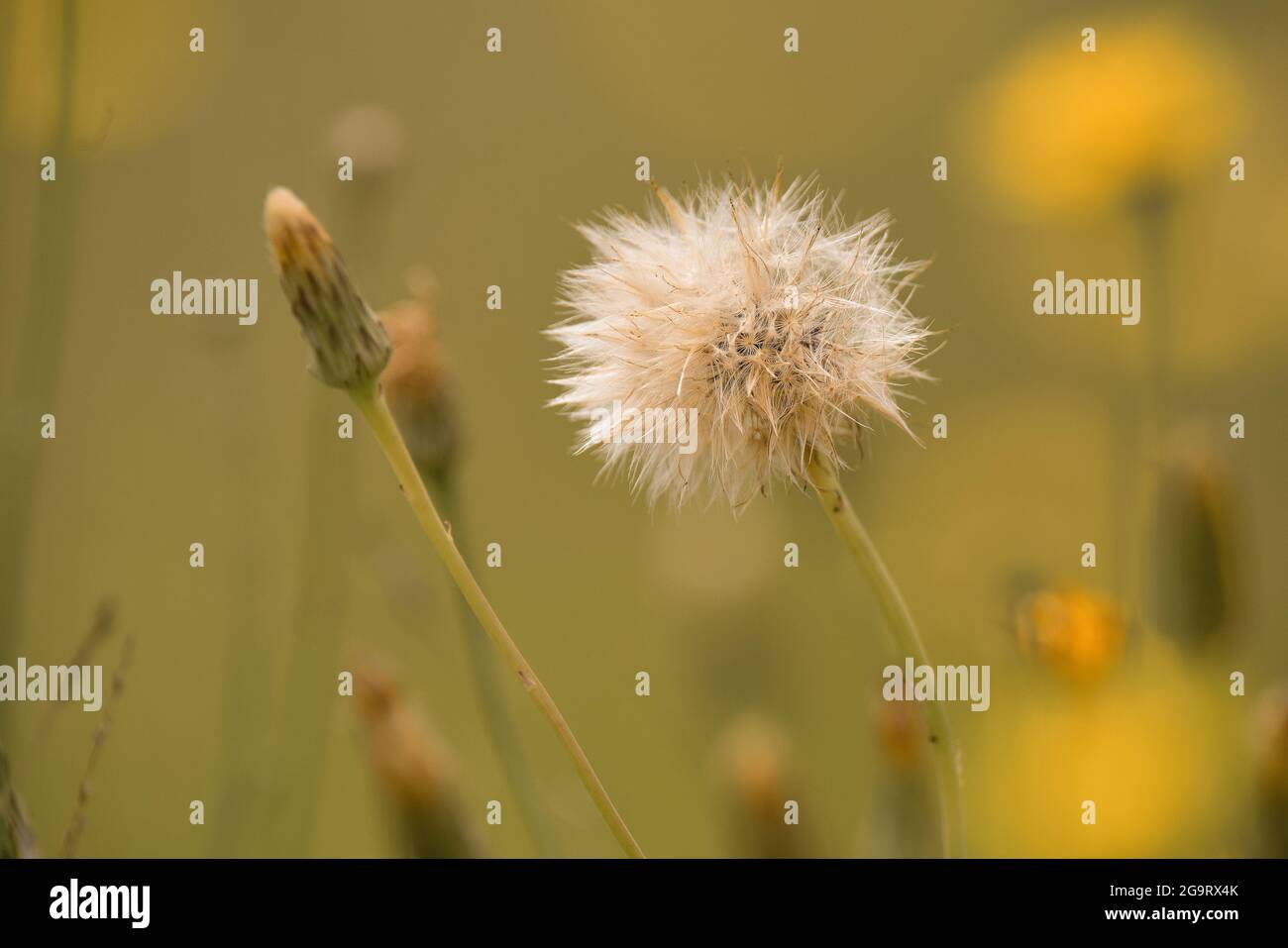 Wilde Flora, Blumen im Frühling in der Pampas-Landschaft, Provinz La Pampa, Patagonien, Argentinien Stockfoto