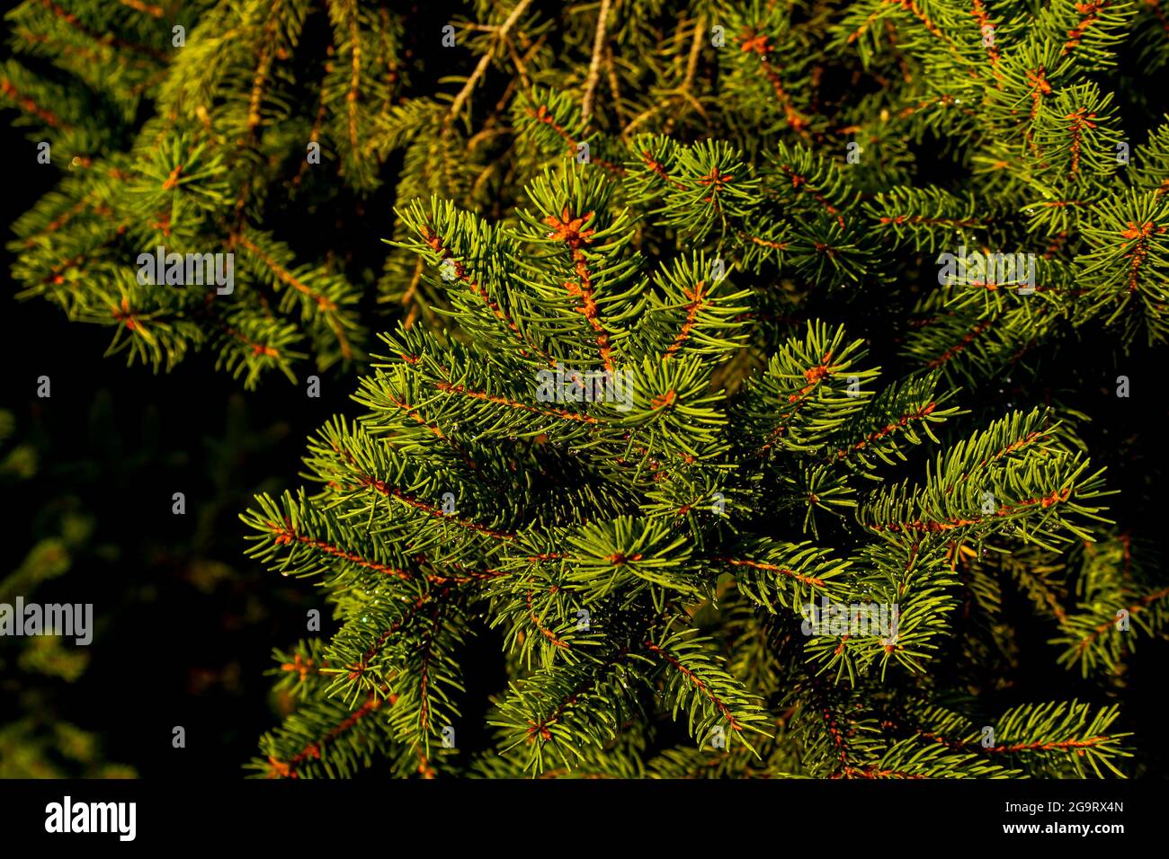Als medizinischer Rohstoff werden die Zapfen der Gemeinen Fichte verwendet, die im Sommer gesammelt werden, bevor die Samen zu reifen beginnen, Junge Zapfen cont Stockfoto