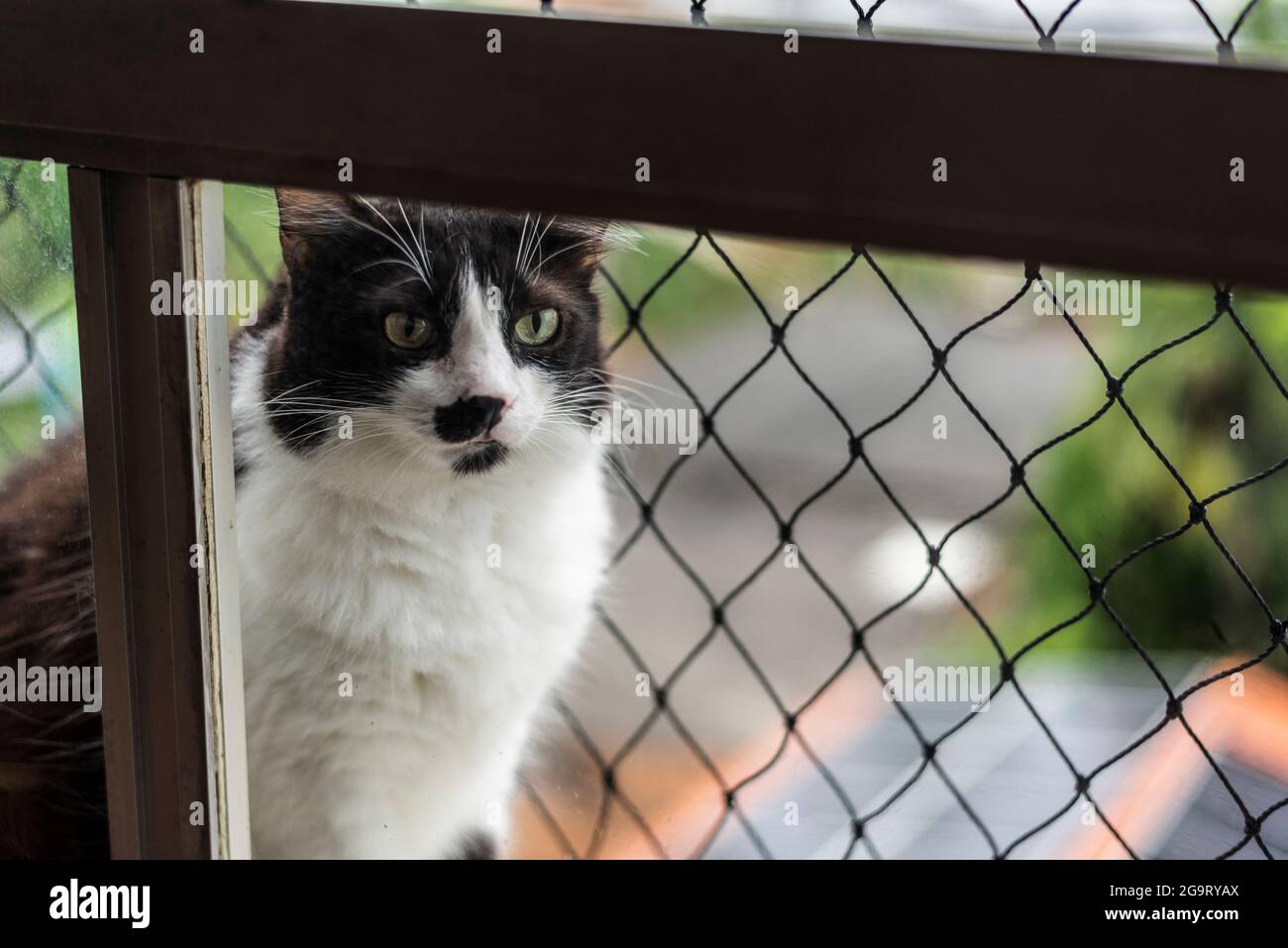 Niedliche Katze schaut aufmerksam in das Objektiv der Fotokamera. Stockfoto