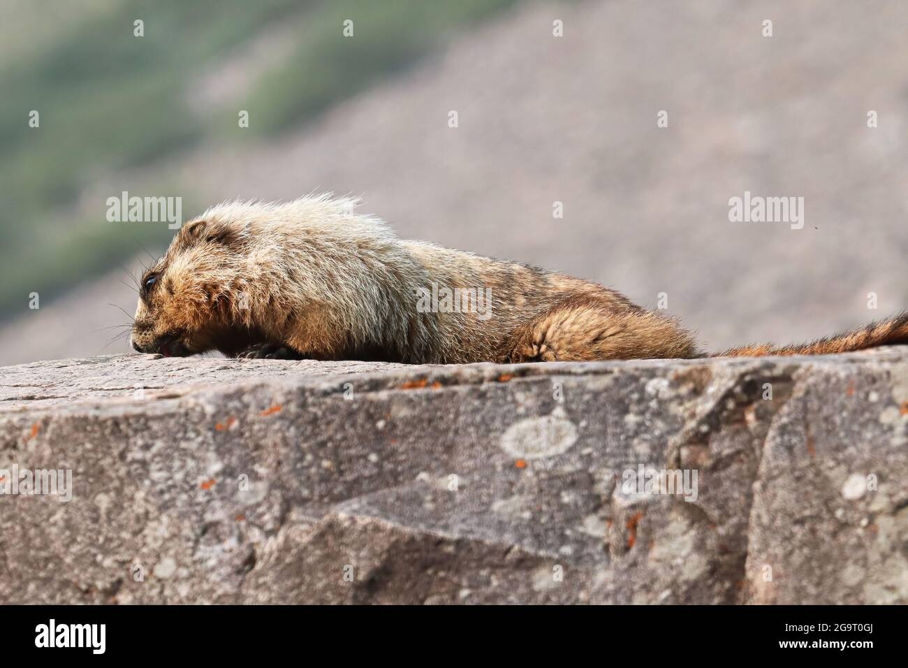 Ein Murmeltier liegt auf einem großen Felsen Stockfoto